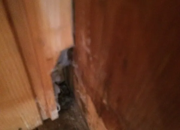 Renovierung: Feuchteschaden an der Wand